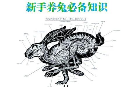 1963兔年命理解析：探寻兔年人的性格与情感世界