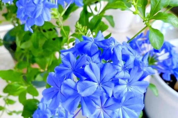 如何根据命理选择适合的花卉,让生活更添色彩 如何根据命理选择适合的花卉,让生活更添色彩