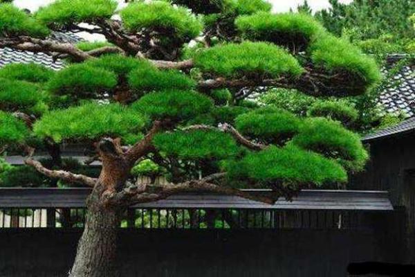 最旺松柏木命的人：运势与生活的完美结合