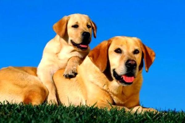 1958年出生的“狗年”女性命运解析:她们的优势与挑战 1958年出生的“狗年”女性命运解析:她们的优势与挑战