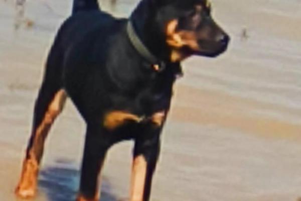 揭秘2017年狗年:属于土狗的命运与人生之路 揭秘2017年狗年:属于土狗的命运与人生之路