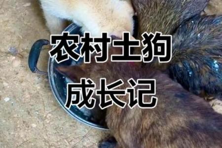 揭秘2017年狗年：属于土狗的命运与人生之路