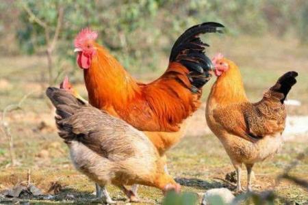 93年属鸡水命解析：一生的运势与性格剖析