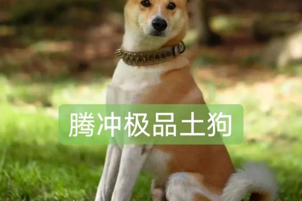 2023年土狗命运解析：把握机遇，迎接挑战！