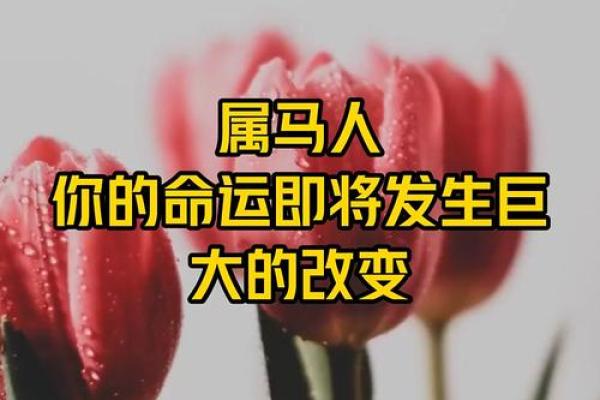 63岁属马的命运分析:智慧与挑战并存的人生旅程 63岁属马的命运分析:智慧与挑战并存的人生旅程