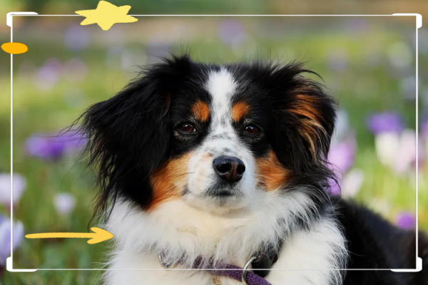 1994年属狗的人命运解析：性格、事业与爱情的全面剖析