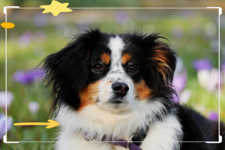 1994年属狗的人命运解析：性格、事业与爱情的全面剖析