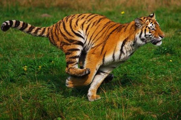 明天出生的虎宝宝:命运与性格的奇妙结合 明天出生的虎宝宝:命运与性格的奇妙结合