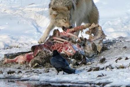 忧闷命格的神秘象征：了解其背后的动物智慧