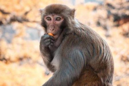 2018属猴的命运解析：如何在挑战中崭露头角