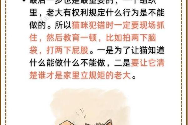 猫猫满命效果解析：揭秘如何释放猫咪的潜能！