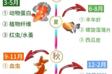 金鱼适合什么命人养？探秘金鱼与运势的神奇联系