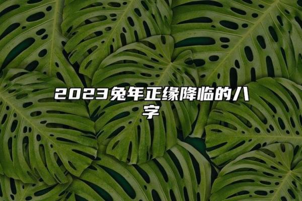 2023年:兔年带来的机遇与挑战,命运的转变与启示 2023年:兔年带来的机遇与挑战,命运的转变与启示