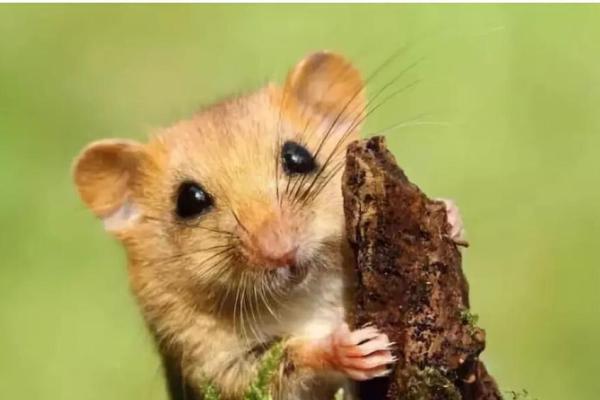 2019属鼠人命运揭秘:他们的特点与人生道路解析 2019属鼠人命运揭秘:他们的特点与人生道路解析