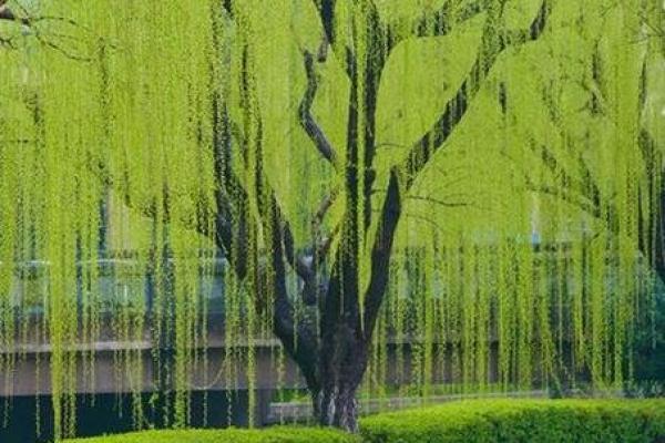 探索杨柳命:生命中的柔韧与坚韧交织 探索杨柳命:生命中的柔韧与坚韧交织