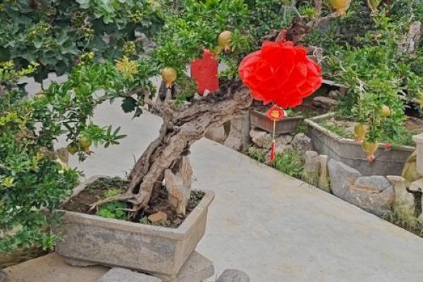 探寻石榴木命的最佳种植选择,打造珍贵园艺世界 探寻石榴木命的最佳种植选择,打造珍贵园艺世界