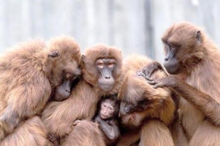 1992年猴年男孩的命运解析与人生启示