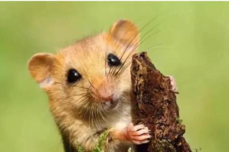 2019属鼠人命运揭秘：他们的特点与人生道路解析