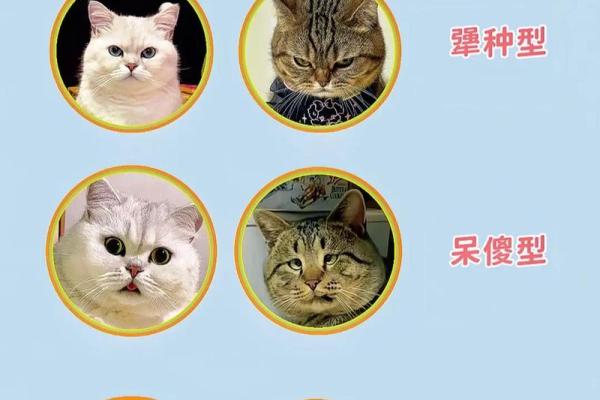 属猫的人都有怎样的命运与性格揭秘 属猫的人都有怎样的命运与性格揭秘