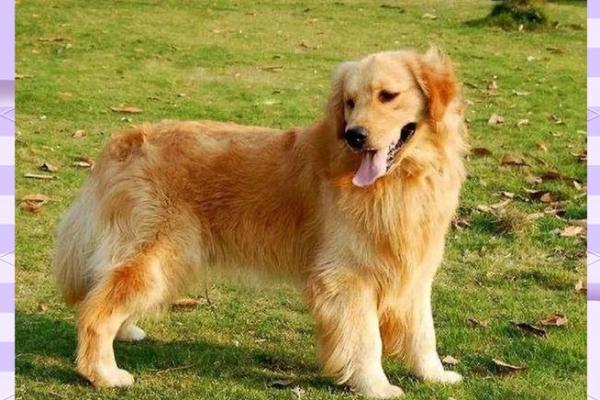 探索1998年出生的狗:命运与性格的奥秘 探索1998年出生的狗:命运与性格的奥秘