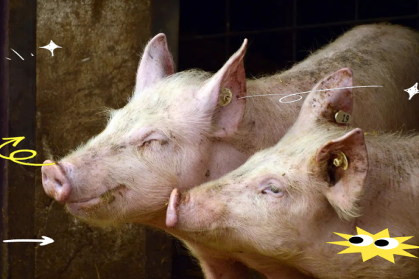 1995年属猪的人命理解析:幸福与挑战同行的命运之旅 1995年属猪的人命理解析:幸福与挑战同行的命运之旅