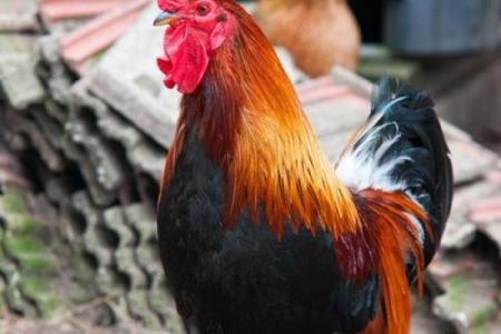 土鸡命：如何选择适合的屏保，让生活更舒适！