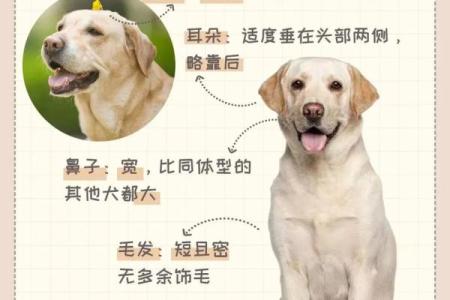 探索1998年出生的狗：命运与性格的奥秘
