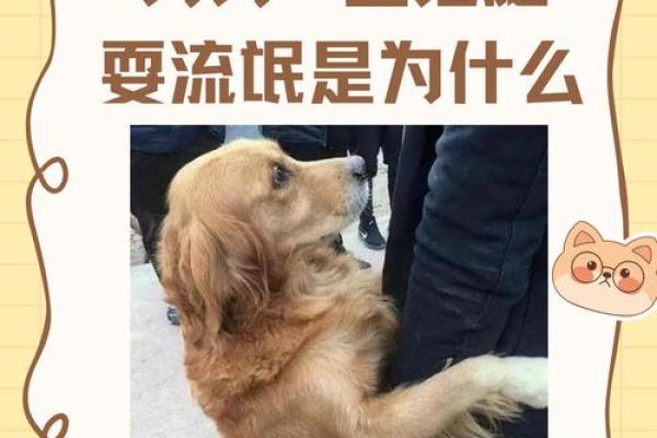 狗命不是命:我们与狗的真正关系与情感探讨 狗命不是命:我们与狗的真正关系与情感探讨