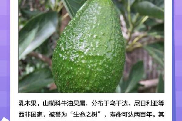 为石榴木命人定制独特乳名，启发未来的美好寓意