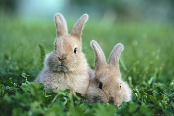 2023年兔子命运解析：幸运与挑战并存的精彩人生