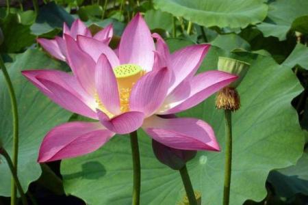 生肖命格：揭示福禄双全的奥秘，掌握人生的钥匙！