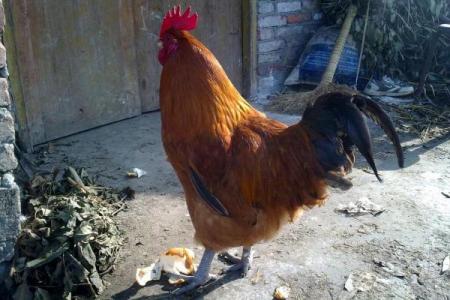 1945年出生属鸡人的命运与人生之路探秘