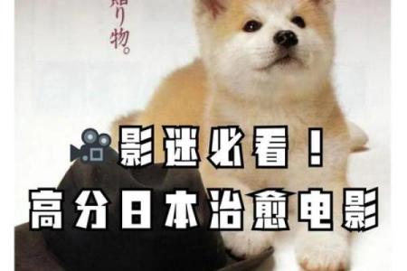 1994年属狗：守护忠诚与信念的命运之旅