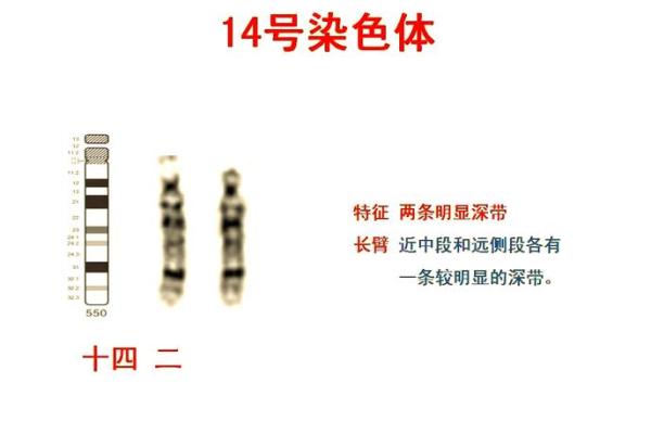 1994年阴历417出生的命运解析：探索人生的奥秘与机遇