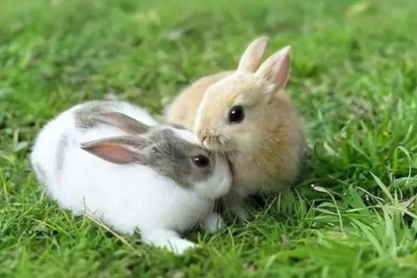 2006年正月27日的命运解析：细数兔年带来的机遇与挑战