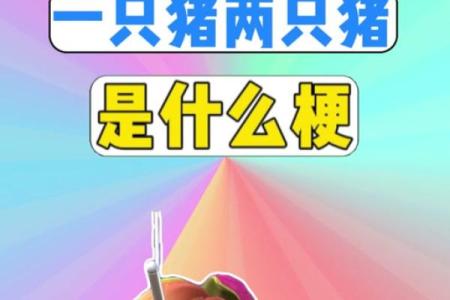 2019年猪宝宝命运解析：发现你的小宇宙，开启精彩人生之旅！