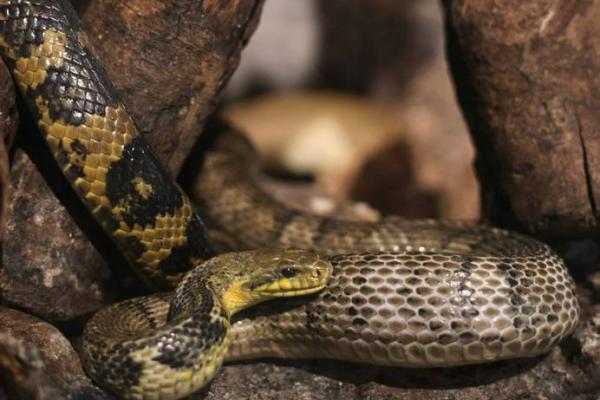 金蛇之命的颜色选择：探寻能量与运势的秘境