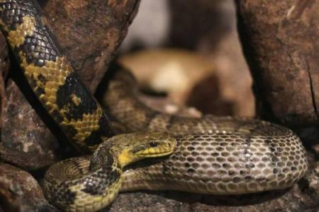 金蛇之命的颜色选择：探寻能量与运势的秘境