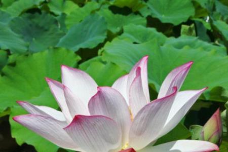 农历71年出生的人：揭开命理的神秘面纱