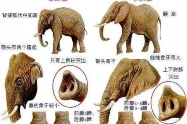 老鼠的命运：探寻1984年出生者的命理之路与生活启示