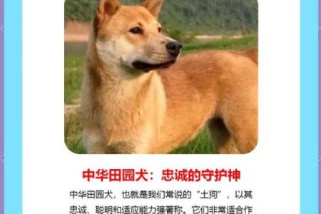 2006年属狗人的命运解析与人生启示