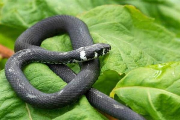 探寻1966年出生的水命之谜：命理与生活的交织