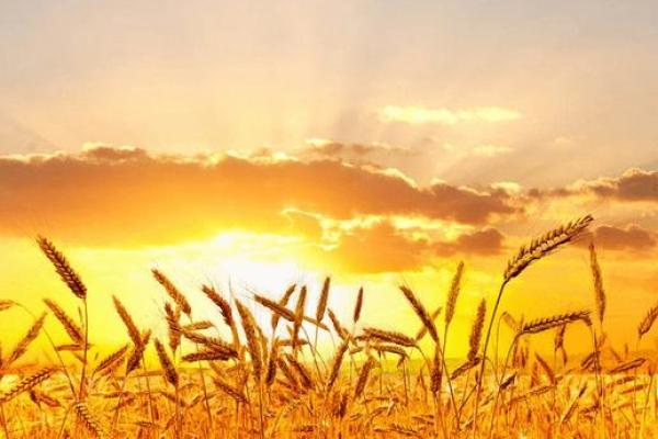 水中金命工作选择:发现你的职场方向与机遇 水中金命工作选择:发现你的职场方向与机遇