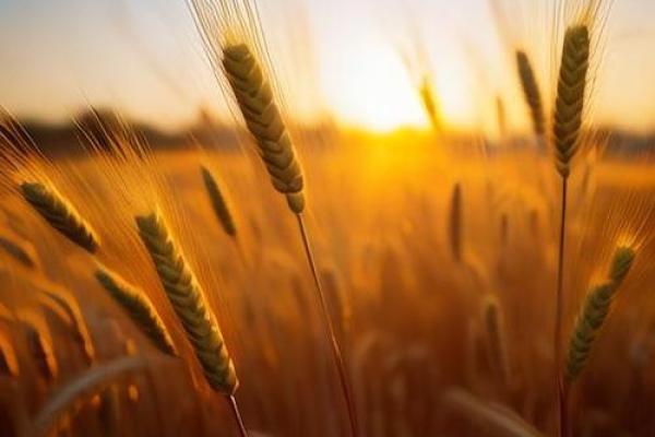 1948年出生的火命人：热情与挑战并存的人生旅程