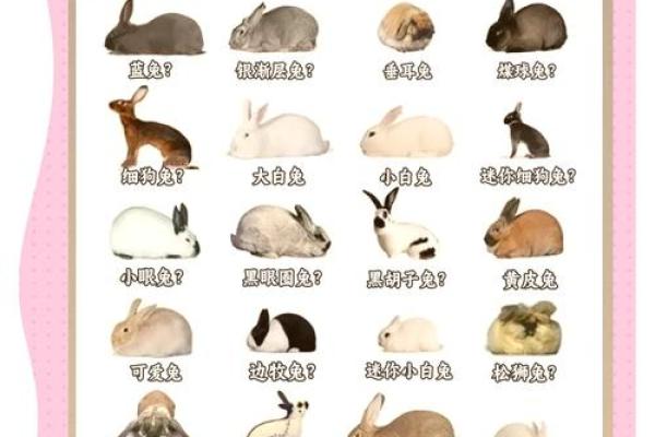 土命兔的职业选择：适合从事哪些行业？