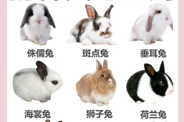 土命兔的职业选择：适合从事哪些行业？