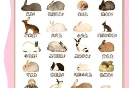 土命兔的职业选择：适合从事哪些行业？