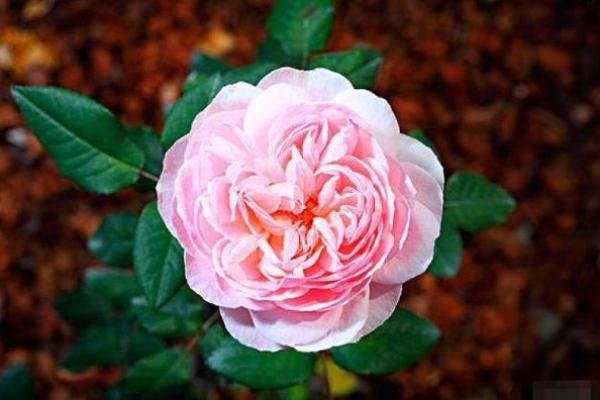 生日尾数零的命运解析:揭示其神秘属性与人生影响! 生日尾数零的命运解析:揭示其神秘属性与人生影响!