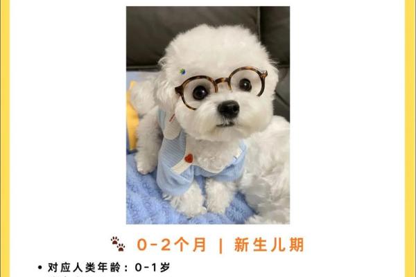 探秘2018年属狗男宝宝的命运与未来发展之路