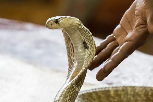 2029年属什么？探究属蛇人的命运与人生启示